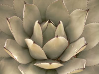 Agave parryi